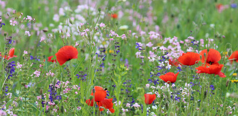 wildflower meadow with corn poppies - obrazy, fototapety, plakaty