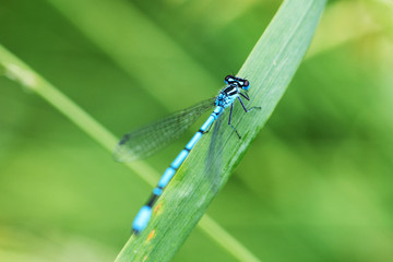 Blue dragonfly sitting on a blade of grass