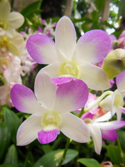 Orchid in Phuket botanic garden