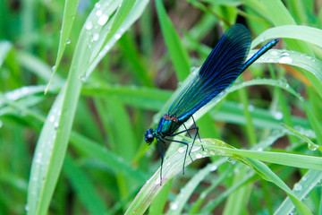 Dragonfly on stems. Calopteryx virgo Linnaeus