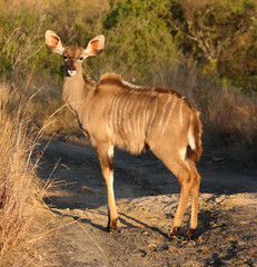 Kudu Deer