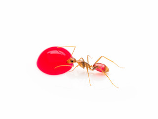 Super macro image of the worker ant (Camponotus Sp.) eating red sweet droplet isolate on white background