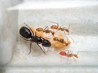 Super close-up image of workers ants (Camponotus Sp.) taking care of the queen ant, eggs, larva and pupae in test tube