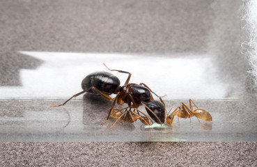 Super macro image of the queen and two worker ants (Camponotus Sp.) eating honey droplet in test...