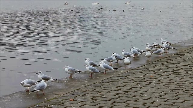 A group of birds gulls on a pier near the river