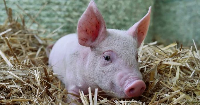 A piglet newborn standing on a straw in the farm. concept of biological , animal health , friendship , love of nature . vegan and vegetarian style . respect for animals.