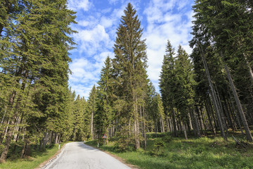 Forest of Triglav national park inside Bohinj valley near Bled in Julian Alps, Slovenia, Europe.