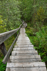 Wooden stairs as a part of hiking trail in a dense forest.