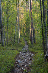Stony hiking trail in the thick forest. - 159288821