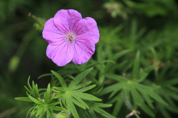 Fototapeta premium Blumen im Garten und Haus