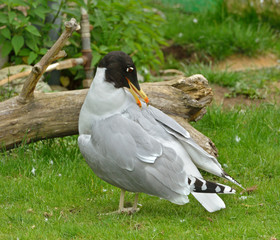 Pallas's gull or great black-headed gull (Ichthyaetus ichthyaetus) is large gull