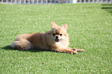 Fun puppies in a private playground