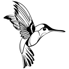 Hand Drawn tattoo sketch Colibri drawing.