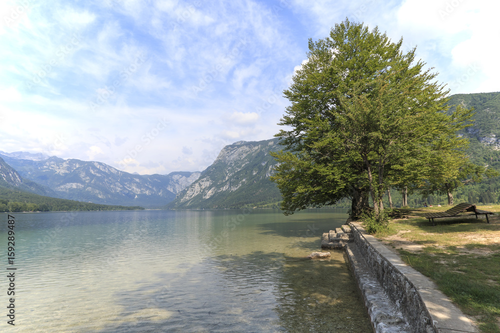 Wall mural Famous tree on lake Bohinj, a famous destination not far from lake Bled.