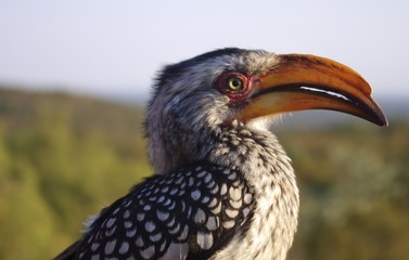 Hornbill