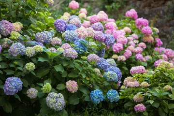 Fototapeten Hortensie ist rosa, blau, lila, violett, lila Blumen blühen im Frühling und Sommer bei Sonnenuntergang im Stadtgarten. © Marina April