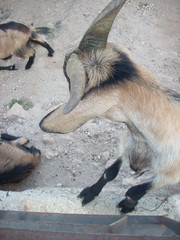 animal in Gargano National Park