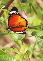 Fototapeta premium African Butterfly