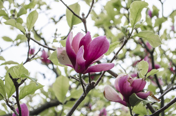 Beautiful purple magnolia flowers in the spring season on the magnolia tree. . Magnolia bloom.