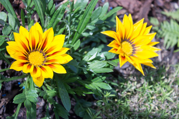 Two Gazanias on the garden