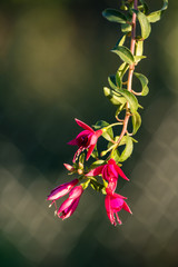 red fuchsia blossoms hanging out side of the pot