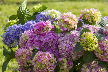 Obraz premium Bush of Hortensia flowers