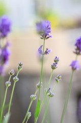 Fototapeta premium ラベンダー