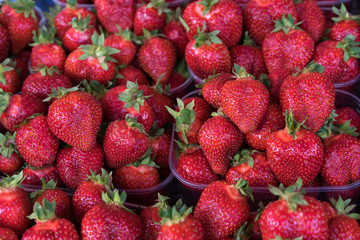 Trays with strawberries