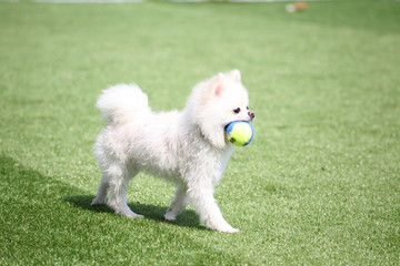 귀여운 강아지의  놀이터