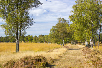 Fototapeta premium Birch alley in National Park Hoge Veluwe in the Netherlands.