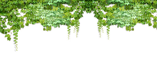 Leaf frame on white background