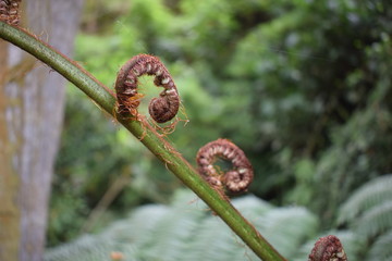Zarcillos de helecho