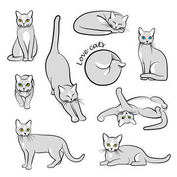 Vector illustration of cats
