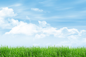 Obraz premium grass field with blue sky