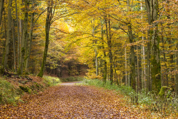 autumn in forest