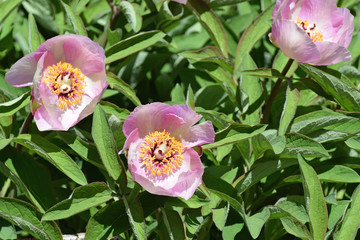 Obraz na płótnie Canvas Paeonia lactiflora, also known as Chinese peony or common garden peony. Beautiful pink flowers between green leaves.