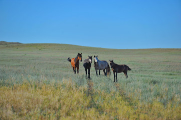 Fototapeta na wymiar Horses roam freely in the steppe