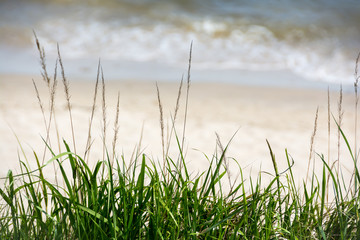 High grass, sea and beach in the background