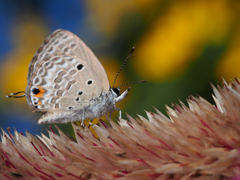 Lepidoptera on celozja