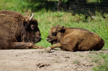 Bison mit Baby