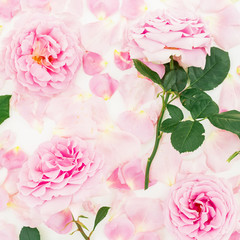 Beautiful pink rose flowers and petals on white background. Flat lay, top view