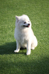 Fototapeta premium Fun puppies in a private playground