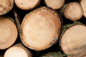 Pile of wood logs ready for winter