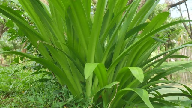 Crinum asiaticum,Crinum Lily leaves
