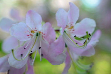 Beautiful flower of Rhododendron vaseyi, also known as pinkshell azalea. 