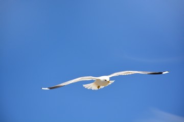 Möwe am Meer im Flug - fliegen - schweben - gleiten am blauen Himmel im Sommer. 