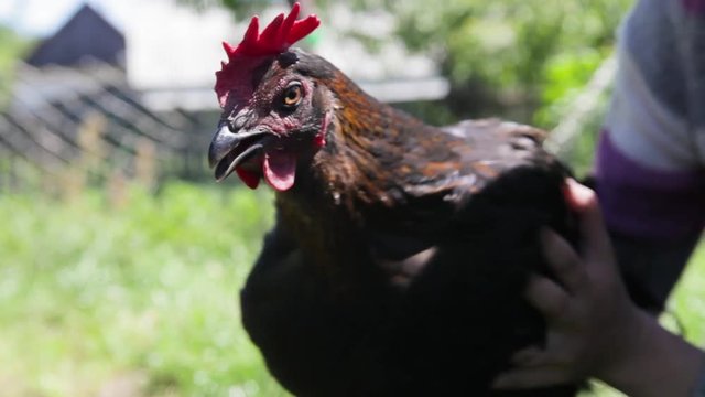 The chicken in the hands. Keeps his head in balance. Stabilizer of the chicken head.