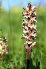 broomrape orobanche on a green plants background  