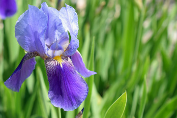 Beautiful blue and purple flower of Iris germanica, Kharput
