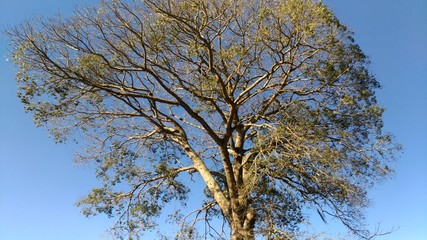 Obraz premium Big Tree